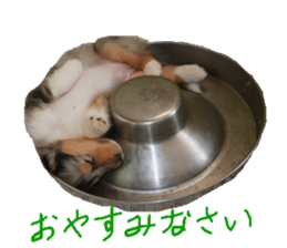 rough collies love 1 sticker #15631893