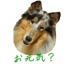 rough collies love 1 sticker #15631894