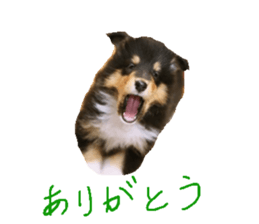 rough collies love 1 sticker #15631895