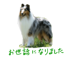 rough collies love 1 sticker #15631896