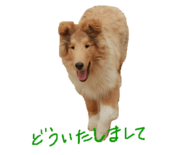 rough collies love 1 sticker #15631897