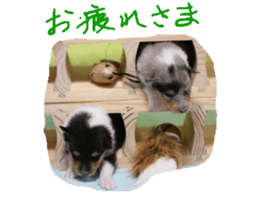 rough collies love 1 sticker #15631898