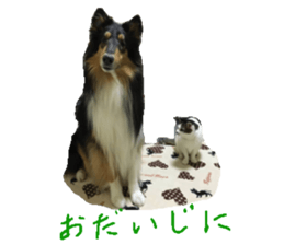rough collies love 1 sticker #15631899
