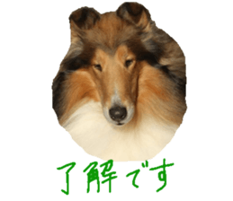 rough collies love 1 sticker #15631900