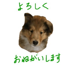 rough collies love 1 sticker #15631901