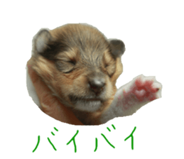 rough collies love 1 sticker #15631902