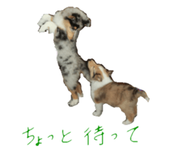 rough collies love 1 sticker #15631903