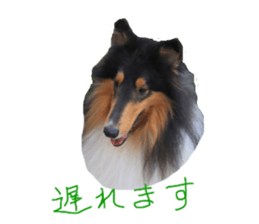 rough collies love 1 sticker #15631904