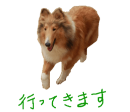 rough collies love 1 sticker #15631905