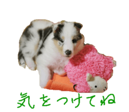 rough collies love 1 sticker #15631906