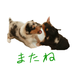 rough collies love 1 sticker #15631907