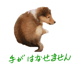 rough collies love 1 sticker #15631909