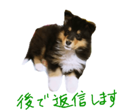 rough collies love 1 sticker #15631910