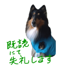 rough collies love 1 sticker #15631911