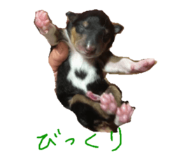 rough collies love 1 sticker #15631912