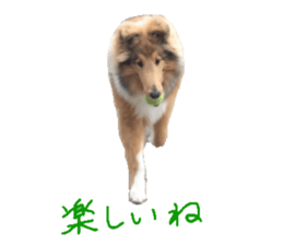 rough collies love 1 sticker #15631913