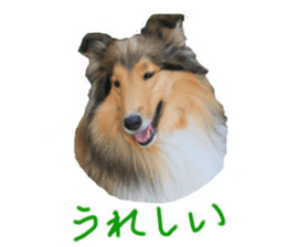 rough collies love 1 sticker #15631914