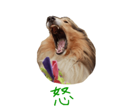 rough collies love 1 sticker #15631915