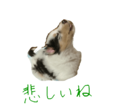 rough collies love 1 sticker #15631916