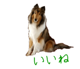 rough collies love 1 sticker #15631917