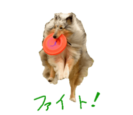 rough collies love 1 sticker #15631918