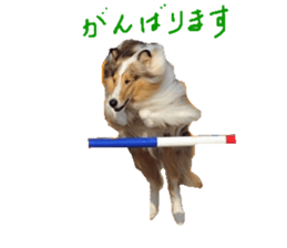 rough collies love 1 sticker #15631919