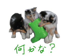 rough collies love 1 sticker #15631920