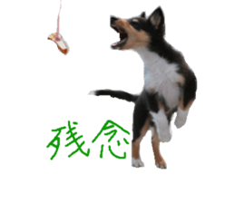 rough collies love 1 sticker #15631922