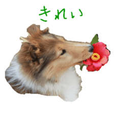 rough collies love 1 sticker #15631923