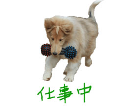 rough collies love 1 sticker #15631924