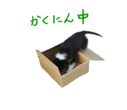rough collies love 1 sticker #15631925