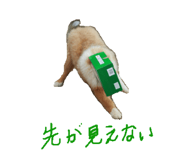 rough collies love 1 sticker #15631926