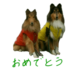 rough collies love 1 sticker #15631927