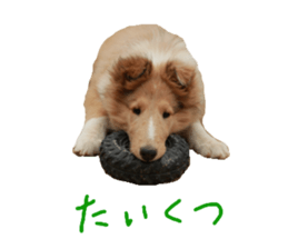 rough collies love 1 sticker #15631928