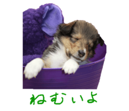rough collies love 1 sticker #15631929