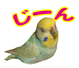 Cool pi-tyan3 sticker #15637820