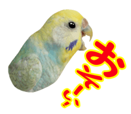 Cool pi-tyan3 sticker #15637826