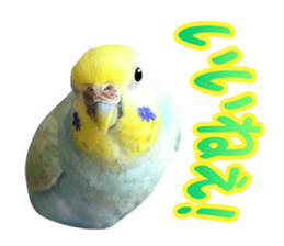 Cool pi-tyan3 sticker #15637837