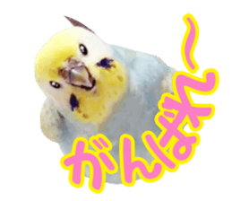 Cool pi-tyan3 sticker #15637839