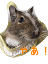 degu yukirin sticker #15639090