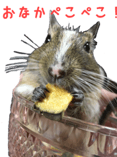 degu yukirin sticker #15639092