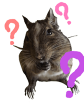 degu yukirin sticker #15639093