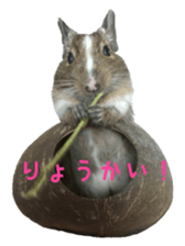 degu yukirin sticker #15639095