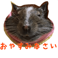 degu yukirin sticker #15639097