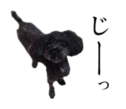 The toy poodle photo sticker 1 sticker #15643082