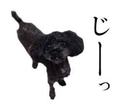 The toy poodle photo sticker 1 sticker #15643082