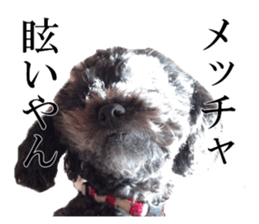 The toy poodle photo sticker 1 sticker #15643083