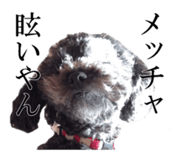 The toy poodle photo sticker 1 sticker #15643083