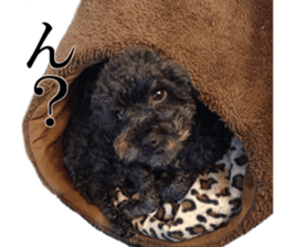 The toy poodle photo sticker 1 sticker #15643084