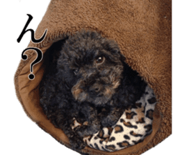 The toy poodle photo sticker 1 sticker #15643084